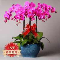 旺之春 蝶恋蝴蝶兰 盆栽 室内观花植物 透明原盆+原土
