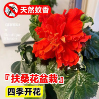壹植 扶桑花盆栽 重瓣带花苞 红色 2-3色 朱槿 室内阳台庭院绿植