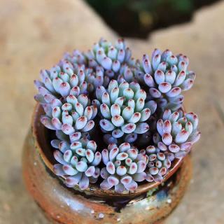 泰西丝 萌多肉新手植物办公室 1-3蓝豆群 不含盆