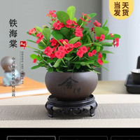 开时果 带花 铁海棠盆栽+紫砂盆+圆底托 舍得紫砂盆+圆底托