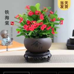 开时果 带花 铁海棠盆栽+紫砂盆+圆底托 舍得紫砂盆+圆底托
