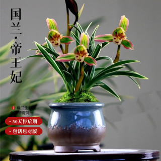 艾莹 帝王妃 兰花苗植物盆栽 金边鹤艺矮种