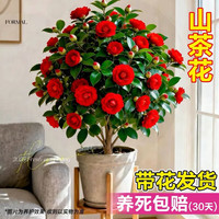 御卉阁 茶花盆栽 带花苞四季开花室内阳台好养浓香型山茶花树苗 六角大红 2年苗