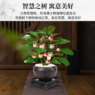 京喜 菩提树盆栽小盼菩提带果盆景室内办公室植物桌面摆件中式禅意绿植 A级带果小盼菩提原盆