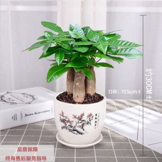 京喜 发财树盆栽室内桌面绿植大发财树苗招财树吸甲醛植物 单杆发财树