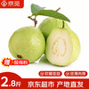 京觅 漳州奶油白心芭乐 2.8斤 单果120g+