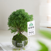 在树下 雾凇苔藓球+银斗笠 办公室内客厅创意绿植摆件（营养液1/吊牌1）