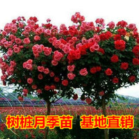  manshanyuan/曼杉园 多季开花 树状月季