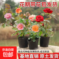 霓裳 浓香灌木 小苗月季花苗 玫瑰果汁 阳台开花 盆栽