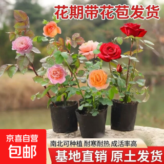 老兵 果汁阳台 大花多季 小苗月季花苗玫瑰 果汁阳台
