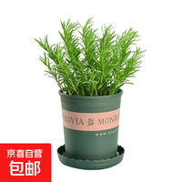京喜 迷迭香盆栽 小盆迷迭香（简易盆） 含盆