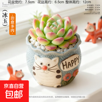 移动端、京东百亿补贴：京喜 多肉小盆栽仙人球绿植带盆办公室桌面室内植物名贵仙人掌幼儿园礼 冰玉+虎头盆（送铺面石+肥料+土）
