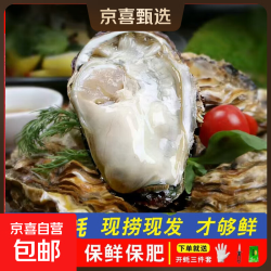 来画 乳山 鲜活生蚝 3XL中蚝 11-16只/箱 5斤
