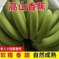  寻源 现摘新鲜 香蕉