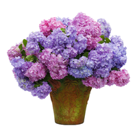  海蒂的花园 易成活 绣球花苗