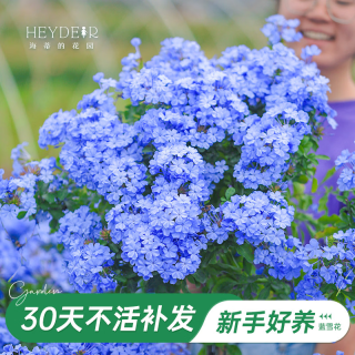 移动端、京东百亿补贴：海蒂的花园 多季开花 蓝雪花盆栽 蓝雪花21cm盆