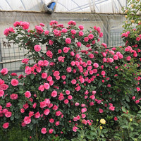 御卉阁 藤本月季花苗盆栽特大花苗庭院爬藤植物阳台蔷薇爬墙 当年开花 小女孩 小苗