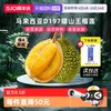 市舶士 液氮冷冻 猫山王榴莲