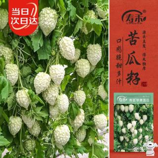寿禾 苦苹果苦瓜种子 6粒
