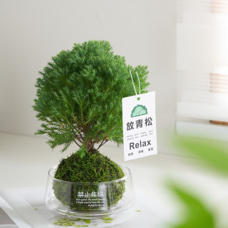 在树下 雾凇苔藓球+银斗笠 办公室内客厅创意绿植摆件（营养液1/吊牌1）