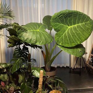 京喜 特老桩象耳芋 30-40cm 1棵 盆栽