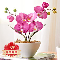 旺之春 蝴蝶兰花苗盆栽 公主蝴蝶兰+透明原盆+原土