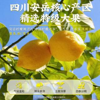 信盛堂 冻干柠檬片 200g*1袋 花果茶
