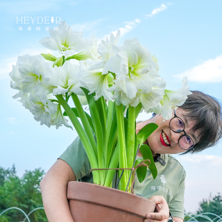海蒂的花园 进口朱顶红种球 阿弗雷 花卉植物盆栽