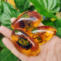 米芒 透明树脂真实昆虫标本 2只装
