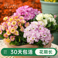 海蒂的花园 报春花苗 盆栽 玫红色 带花带花苞 耐寒年宵花卉