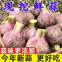 薏品甄鲜 现挖现发 紫皮大蒜 紫皮大蒜净重5斤