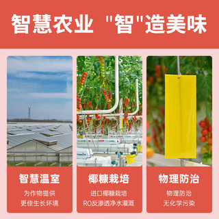 京鲜生 串收樱桃番茄 123g*4条