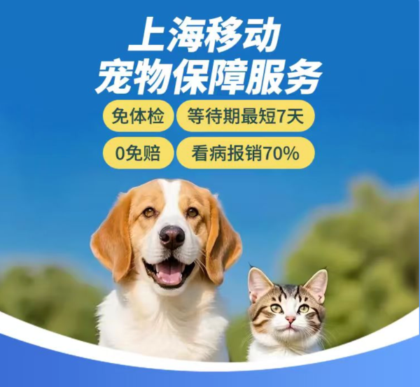 养猫第三年，终于找到让我敢带它去医院的底气