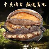缤鲜 海捕特大带壳鲍鱼