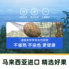 市舶士 D226福明榴莲 液氮冷冻带壳整果