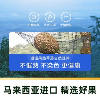 市舶士 D226福明榴莲 液氮冷冻带壳整果