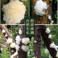  尝煲图 易出胶软糯 银耳