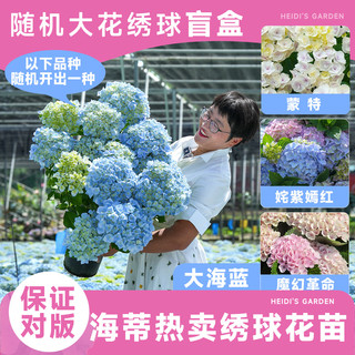  海蒂的花园 易成活 绣球花苗