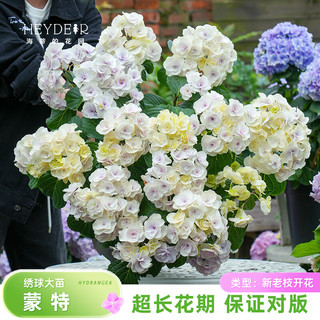  海蒂的花园 易成活 绣球花苗