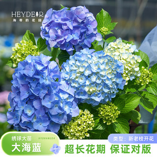  海蒂的花园 易成活 绣球花苗