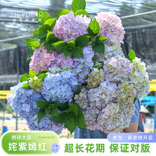  海蒂的花园 易成活 绣球花苗