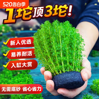  青色水景 水草