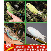 鹦鹉活鸟活物虎皮鹦鹉小鸟活鸟会学说话的鸟类活鸟手养宠物鹦鹉