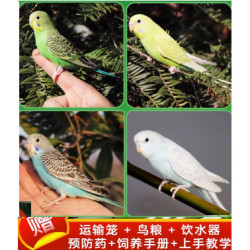 鹦鹉活鸟活物虎皮鹦鹉小鸟活鸟会学说话的鸟类活鸟手养宠物鹦鹉