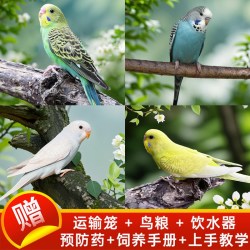 鹦鹉活鸟活物家养宠物小鸟云斑鹦鹉中小型会说话手养虎皮鹦鹉包活