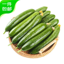 京鲜生 源头直发 水果黄瓜