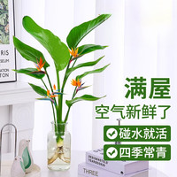 移动端、京东百亿补贴：种花迷 水培天堂鸟盆栽花卉植物室内客厅绿植面鹤望兰吸甲醛四季好养活 精品水培天堂鸟20-30厘米 2棵