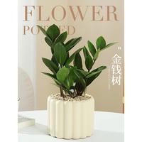 叹为观止 绿植小盆栽办公室桌面ins北欧风植物室内客厅摆件四季好养 金钱树 奶油竖纹盆