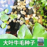  科万鸿 免洗 水草泥+火山石+珍珠