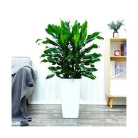  手耕田 四季常青 螺纹铁植物